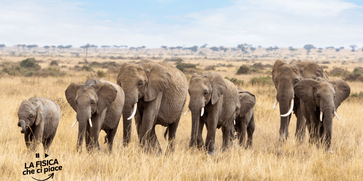 Elefanti macellati, l'incredibile scoperta fatta a Roma: ecco cosa ci facevano