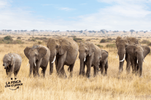 Elefanti macellati, l'incredibile scoperta fatta a Roma: ecco cosa ci facevano