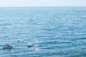 Vuoi far rimbalzare un sasso in acqua più volte? Con questi consigli farai un figurone con i tuoi amici