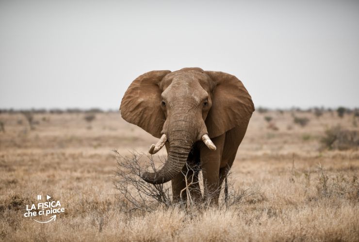 elefanti-roma-la-fisica-che-ci-piace