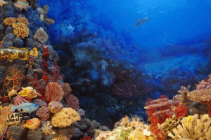 Vongole carnivore, crostacei pop-corn e una piccola zanna: sono alcune delle 14 specie scoperte nel luogo più inospitale della Terra