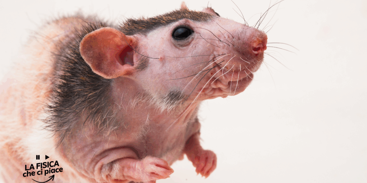 Addio calvizia, a questi topi son cresciuti i peli in soli 20 giorni: cosa hanno scoperto gli scienziati