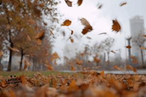 Non è stato il vento ma sono stati loro a portare la vita su quest'isola: nessuno se l'aspettava