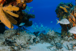 Gli scienziati hanno scoperto un oceano nascosto, è un'oasi per la vita: tutto grazie a un fenomeno unico