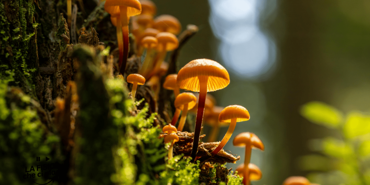 Questo fungo sa di carne e cresce velocissimo: gli scienziati pensano possa contribuire ad abbattere le emissioni