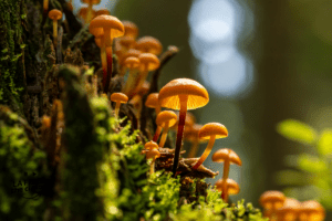 Questo fungo sa di carne e cresce velocissimo: gli scienziati pensano possa contribuire ad abbattere le emissioni