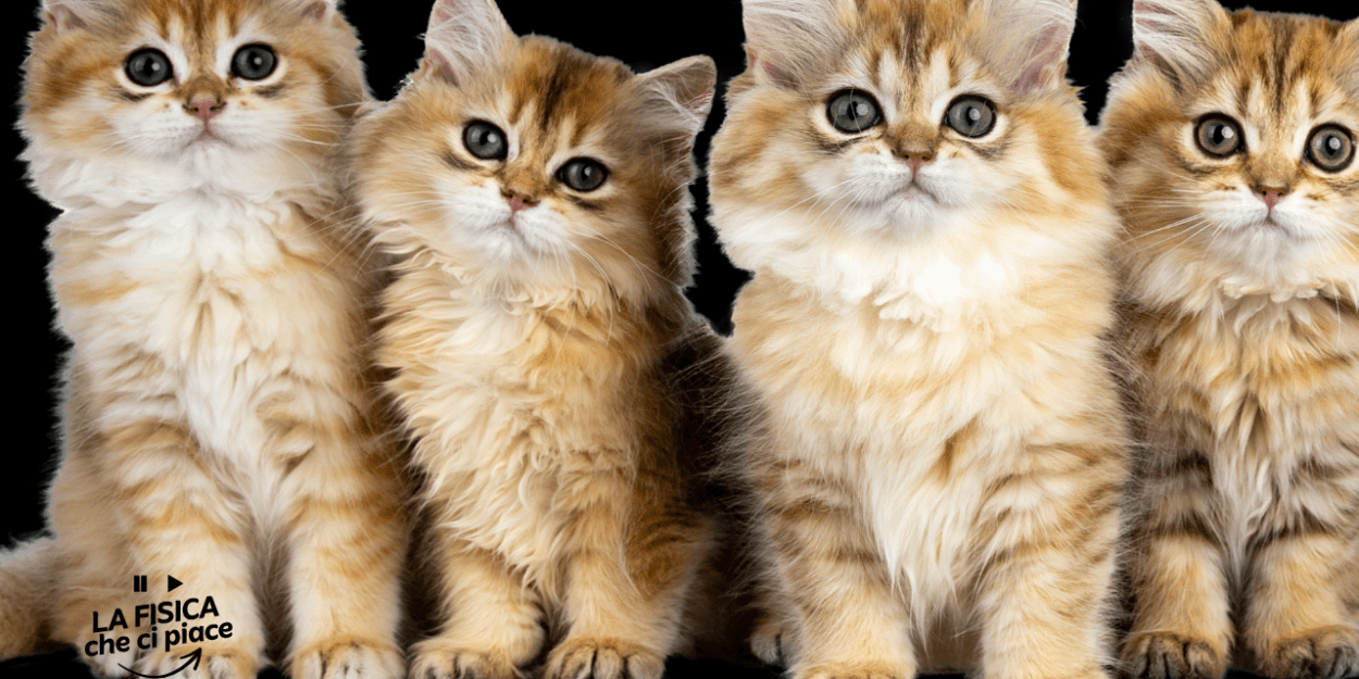 I gatti domestici NON arrivarono in Europa con i primi agricoltori neolitici, come si credeva da decenni: lo studio tutto italiano