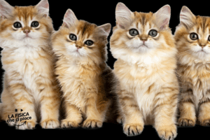 I gatti domestici NON arrivarono in Europa con i primi agricoltori neolitici, come si credeva da decenni: lo studio tutto italiano