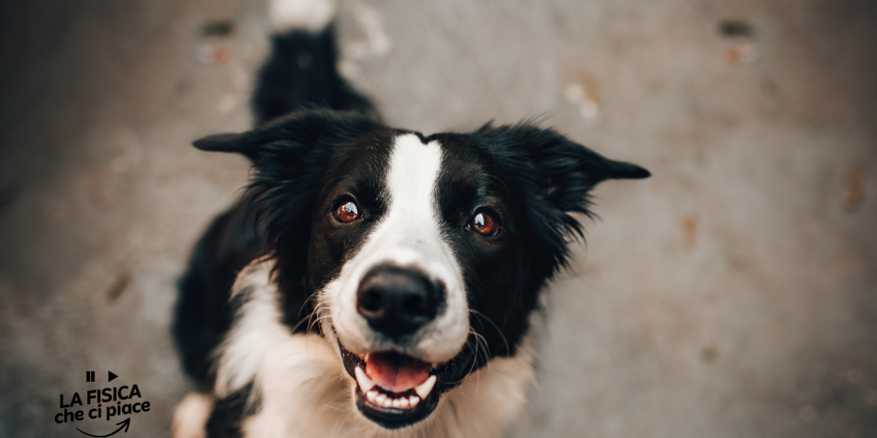 Hanno trovato un teschio di cane di 11.000 anni fa: scoperte senza precedenti sui nostri amici a quattro zampe