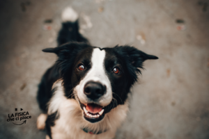 Hanno trovato un teschio di cane di 11.000 anni fa: scoperte senza precedenti sui nostri amici a quattro zampe