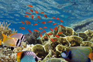 Osservati virus mai visti prima: li hanno trovati in questi animali amatissimi