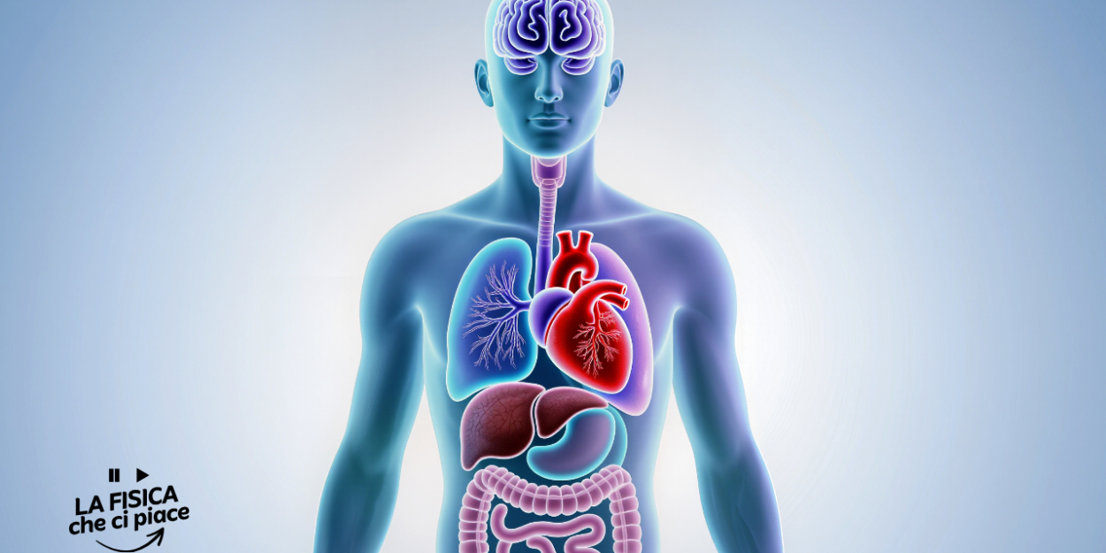 Un organo “insospettabile” potrebbe aver contribuito alla nascita dell’intelligenza umana